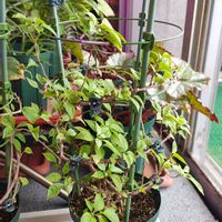 ブーゲンビリア,ブーゲンビリア,ブーゲンビリア,観葉植物,ガーデニングの画像