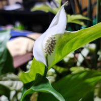 スパティフィラム,観葉植物,ガーデニング,ボタニカルライフ,お庭の植物の画像