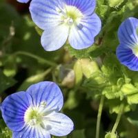 オオイヌノフグリの画像