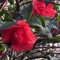 ツバキ,イロハモミジ,もみじの若葉,外出先での画像