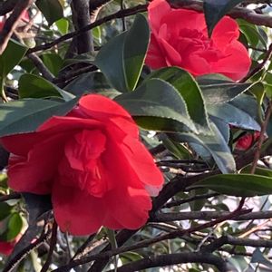 ツバキ,イロハモミジ,もみじの若葉,外出先での画像