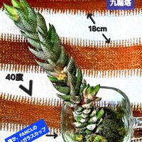 ハオルチア,ハオルチア 九輪塔,九輪塔,苔玉,ハオルチア属の画像