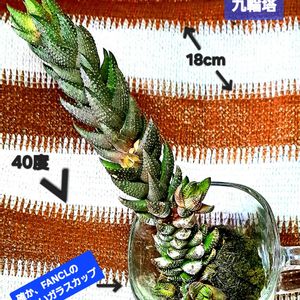 ハオルチア,ハオルチア 九輪塔,九輪塔,苔玉,ハオルチア属の画像