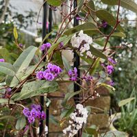 ハーデンベルギア,ムスカリ,菜の花,ソメイヨシノ,ソメイヨシノの画像