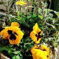 シロタエギク,ユリオプスデージー,パンジー,ビタミンカラー,黄色の画像