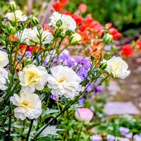 アジュガ,カレックス,チューリップ,チューリップ,ヒューケラの画像