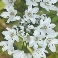 オーニソガラム,球根植物,可愛い,いつもありがとう♡,GSのみなさんに感謝♡の画像