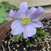 シラネアオイ,おうち園芸の画像