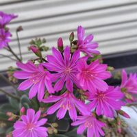 オーブリエチア,サイネリア,レウィシア,オステオスペルマム,ローダンセマム・アフリカンアイズの画像