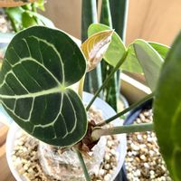 アンスリウム,アンスリウム クラリネルビウム,観葉植物,アンスリウム 原種,キキ　アンスリウムの画像