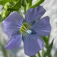 アマ,雪割草,亜麻,種まきっ子,小さい庭の画像