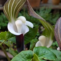 ユキモチソウ,雪餅ソウ,小さな庭の画像