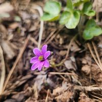 雪割草,雪割草,春一番,山野草,#山野草の画像
