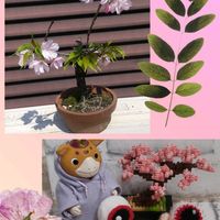 ハナニラ,雪割草,枝垂れ桜,利休梅,さくらの盆栽の画像