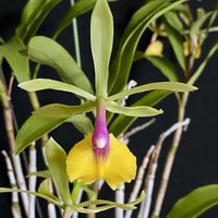 カトレア,レーン マルケスの画像