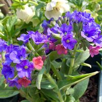 プルモナリア,鉢植え,庭の花,青い花マニア,❤️M.family❤️の画像