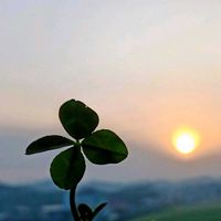 四つ葉のクローバー,雲仲間の画像