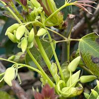 ムベ,常緑蔓性木本の画像