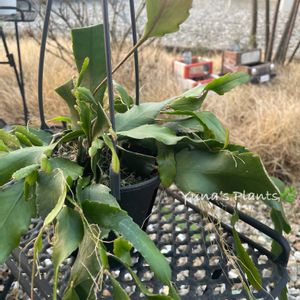 レピスミウム・ホーレティアナム,ハンキング,新入りさんの画像