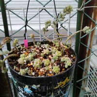 ビアホップ ,マッコス,花かんざし,多肉いろいろ,多肉植物の画像