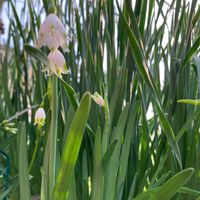 スノードロップの画像