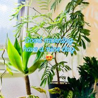 ドラセナ,エバーフレッシュ,カラテア,アガベ・アテナータ,カラテア マコヤナの画像