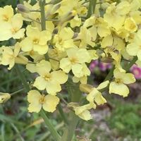 ブロッコリー,開花,野菜の花,黄色の花,庭の画像