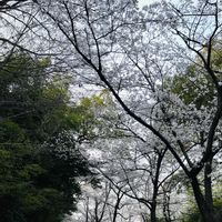 サクラ,ホトケノザ,タンポポ,感謝,ありがとう♡の画像