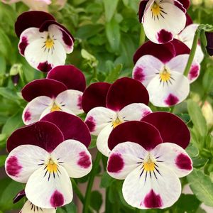 癒し,ビオラ・パンジー,#ガーデニング,エクステリアの画像