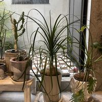 トックリラン,玄関内側の画像