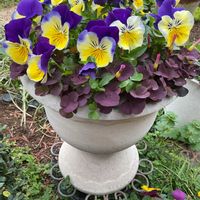 セージ,パンジー,ビオラ,ルバーブ,オキザリス・パープルドレスの画像