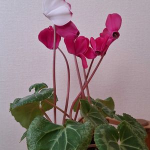 シクラメン,シクラメン,可愛い物シリーズ♪,下を向いて咲くお花シリーズ♪,いつまでも友達でいよう♡の画像