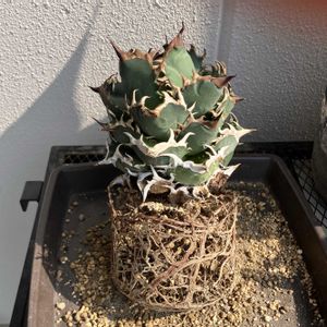 アガベ　オテロイ　オアハカ,多肉植物,植え替え,ベランダー,アガベ属の画像