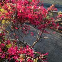 ハナズオウ,モミジ,アイリス,トキワマンサク,ダッチアイリスの画像