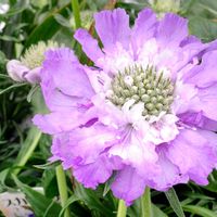 観葉植物,はなはな,花のある暮らし,花の写真,花のある生活の画像