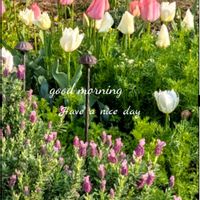 アリッサム,カモミール,チューリップ,フレンチラベンダー,ガーデニングの画像