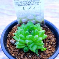 ハオルチア,ハオルチア オブツーサ,多肉植物,ハオルチア属,多肉大好きの画像