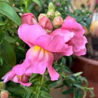 キンギョソウ,チューリップ,オステオスペルマムの画像