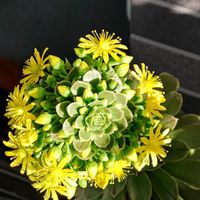 まだら黒法師,アエオニウム 属,多肉植物,観葉植物,はなはなの画像