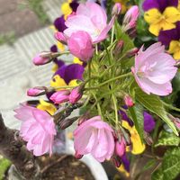 ガーベラ,ボリジ,一才桜 旭山,さくら サクラ 桜,植物のある暮らしの画像