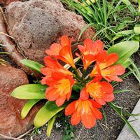ビカクシダ,ブラシの木,とっくりラン,くんしらん (君子蘭),函館市熱帯植物園の画像