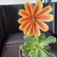 レウィシア,北海道,花っていいねの画像