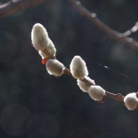 ネコヤナギ,ネコヤナギ,白馬村,姫川源流,お出かけ先の画像