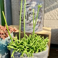 リプサリス 青柳,多肉植物,グリーンのある暮らし,線香花火,ベランダの画像