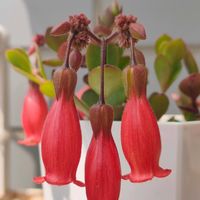 紅提灯,紅提灯,多肉植物,カランコエ属,多肉大好きの画像