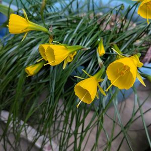 山野草,スマホ撮影,棚の画像