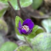 ミスミソウ,雪割草,スマホ,小さな庭の画像