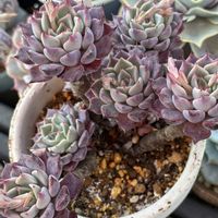 沙羅姫牡丹,多肉植物,都田総合公園の画像