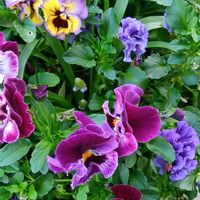 ボンザマーガレット,フリル咲きパンジー,寄せ植え,鉢植え,地植えの画像