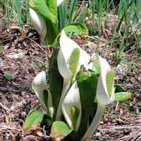 コブシ,ミズバショウ,リュウキンカ,山野草,ウクライナに平和をの画像
